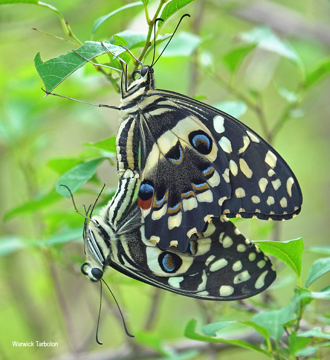 Papilio demodocus demodocus